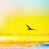 scintilla10: eagle flying over the sea against a golden sunset (stock - eagle over sea)