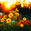 snowynight: Flowers l (Flowers)
