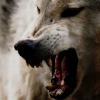 queenking: ([woof] apex predator)