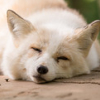 humeansfox: (Fox1)