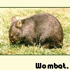 jambery: picture of a small wombat, in grass (wombat)