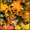 gloss: close-up of colourful fallen autumn leaves in water (fall)
