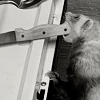 theotherright: ([ferret] mack the knife)