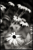 cdayzee: (BW daisies)