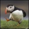 uncertainpuffin: Photo of a puffin taking a step forward (Default)
