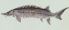 teres: A drawing of an Atlantic sturgeon. (Sturgeon)