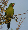 pangolin20: A picture of a green parakeet in a tree. (Green Parakeet)