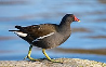 pangolin20: A picture of a common moorhen by water. (Moorhen)