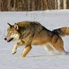 wolfborn_were: (wolf - run)