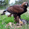 sixthanimorph: ([morphed] golden eagle (perched))