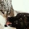talesuntold: (wolf 01)
