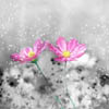 flower_envy: (flowers)