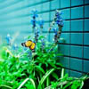 flower_envy: (butterfly)