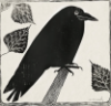 ravenrook: woodblock print of a round, black crow sitting on a branch (Default)