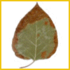 ext_153365: Leaf with a dead edge (Default)