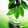 dine: (leaf ripple - lanning)
