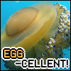 jellyfishlover: A picture of a fried egg jellyfish with the text "EGG-CELLENT" (Pun on excellent) (Jellyfish - EGGcellent!)
