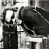 rhoda_rants: Black and white photo of Heath Ledger leaning over balcony with big smile. (heath ledger)