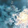 dolorosa_12: (winter snowy trees)