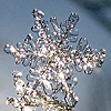 malinaldarose: (snowflake)