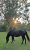 prideascending: Brown horse happily eating green grass with towering green trees behind and a sunset shining down on it all. Feels quite fantastical despite being reality. (Default)