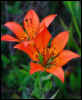 tigrislilium: orange gold and red star shaped green stemmed flower (Default)