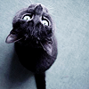 dolcebacio: black kitty looking up at camera (stock: kitty looks up)