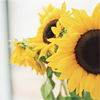 ravengown: (sunflowers)