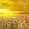badfalcon: (Sunflowers)