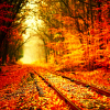 morlands_odd_books: (autumn path, default)