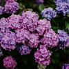 lilacsuitcase: (hydrangea)