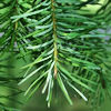 monksandbones: The needles and terminal bud of a Douglas fir twig (Douglas fir twig)