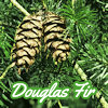 monksandbones: Douglas fir needles and cones with the caption "Douglas fir" (Douglas fir best tree best cones)