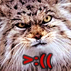 sunshine304: (Pallas Cat - Angry)