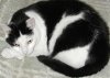 djkittycat: (tbk)