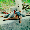 strangefrontier: (animals : chillin' squirrel)