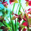 orchidkaboom: (Lie in the grass)