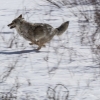 electricflock: (coyote RUN RUN RUN)