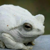 agamid: (frogmut)