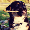 purapea: (misc; puppy; i got you a stick)