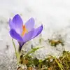sholio: (Spring-flower snow 2)