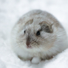 wrotetheworld: (lemming)
