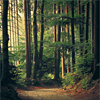pianogurl330: Path in forest/ <user name="mondtrunken"> (Stock → 𝕱𝖔𝖗𝖊𝖘𝖙)