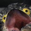 hideyseek: A photo of a potoo, a mottled brown bird with yellow eyes and black pupils, taken against a black background. The potoo's beak is wide open like it is screaming and pink on the inside. (Default)