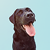 narnialover7: Stock (Black Lab - Happy)