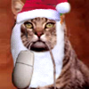 akacat: A cat holding a computer mouse by the cord, wearing a stocking cap. (cat & mouse Santa'd)