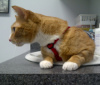 pepperbar: Orange tabby cat wearing a red harness, crouching in a sink. (Default)