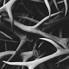 liminaltime: (Antlers)
