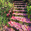 teacupsandpetals: (Spring Steps)