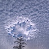 jesse_the_k: pine tree looks like it's sucking clouds out of sky (clouds Altocumulus hoover)